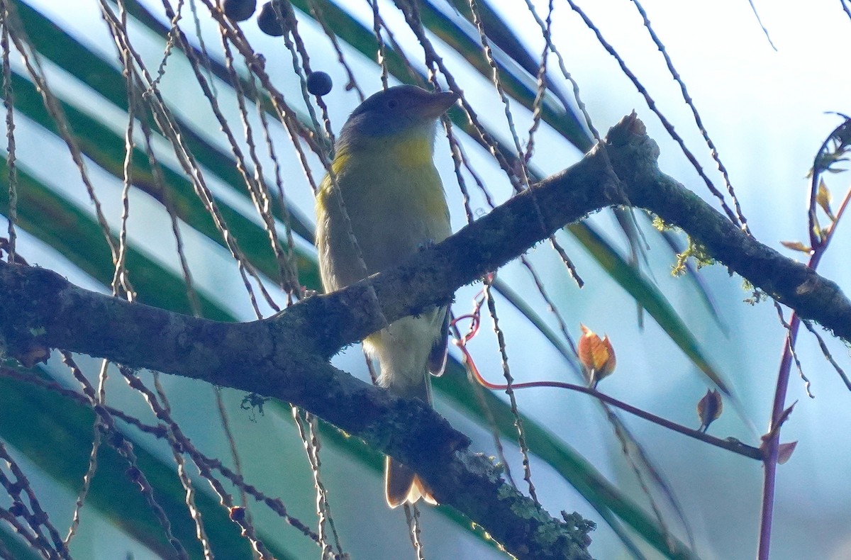 Rufous-browed Peppershrike - ML641049654