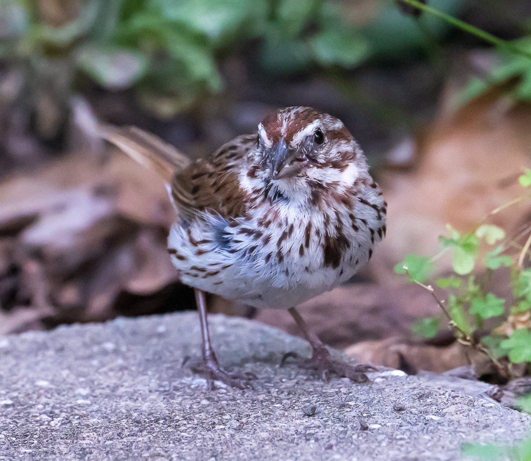 Song Sparrow - ML641049701