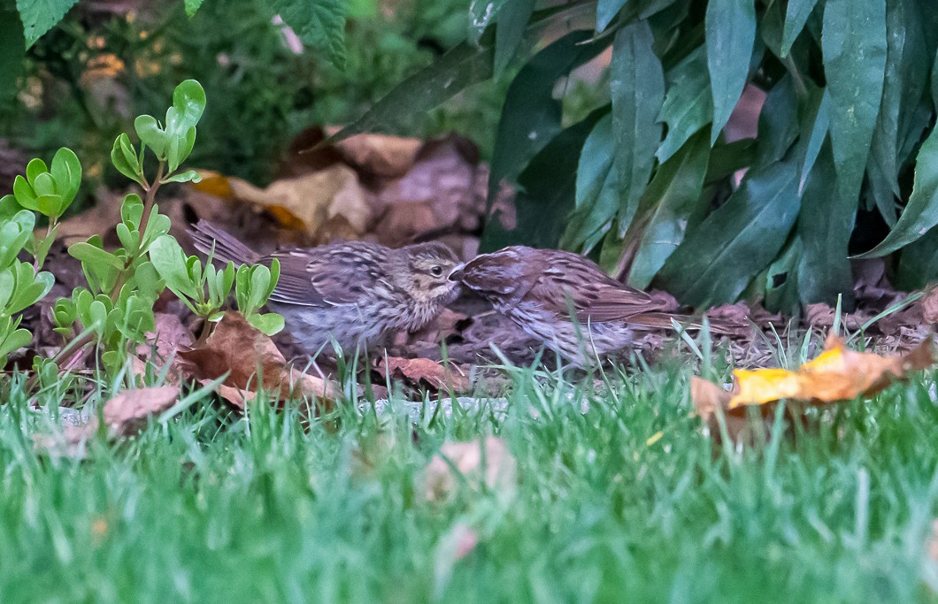 Song Sparrow - ML641049702