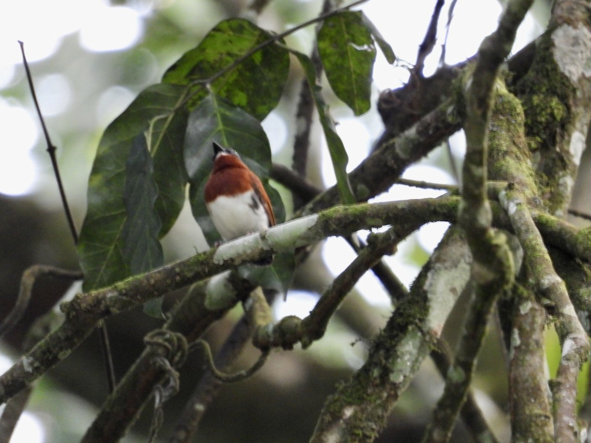 Chestnut Wattle-eye - ML641049705