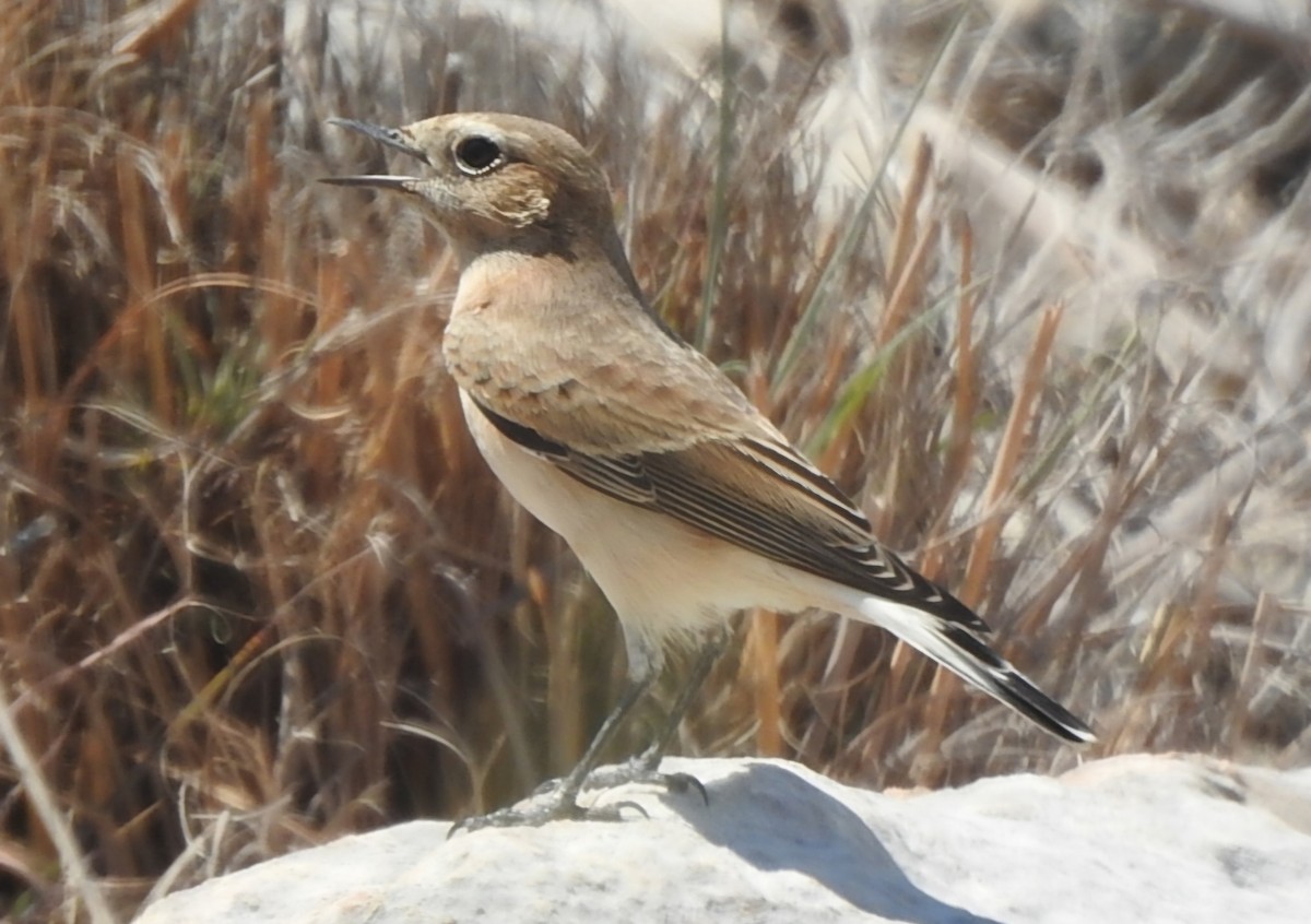 Eastern Black-eared Wheatear - ML641049727