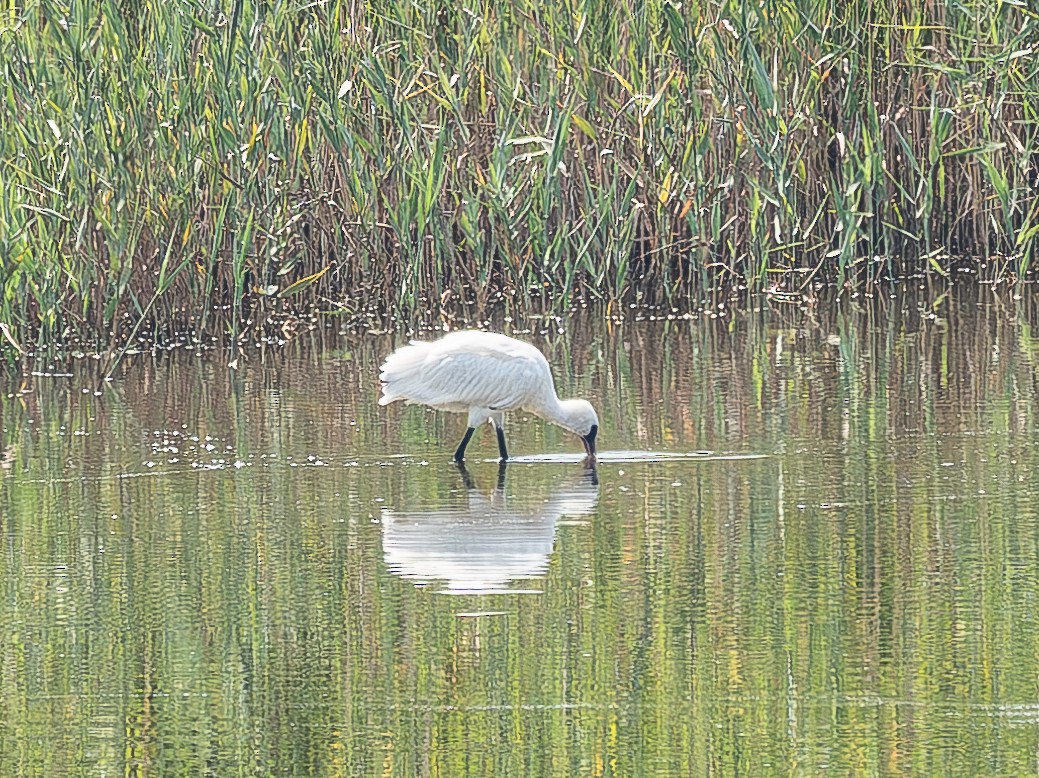 黑面琵鷺 - ML641049741
