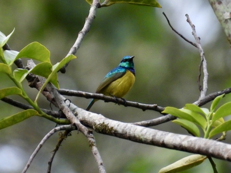 Collared Sunbird - ML641049746