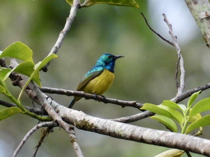 Collared Sunbird - ML641049747