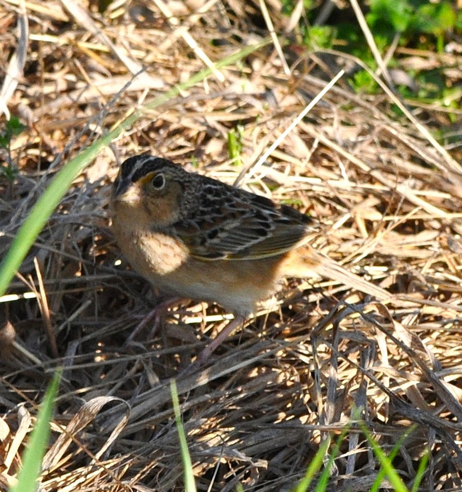 Grasshopper Sparrow - ML641049754
