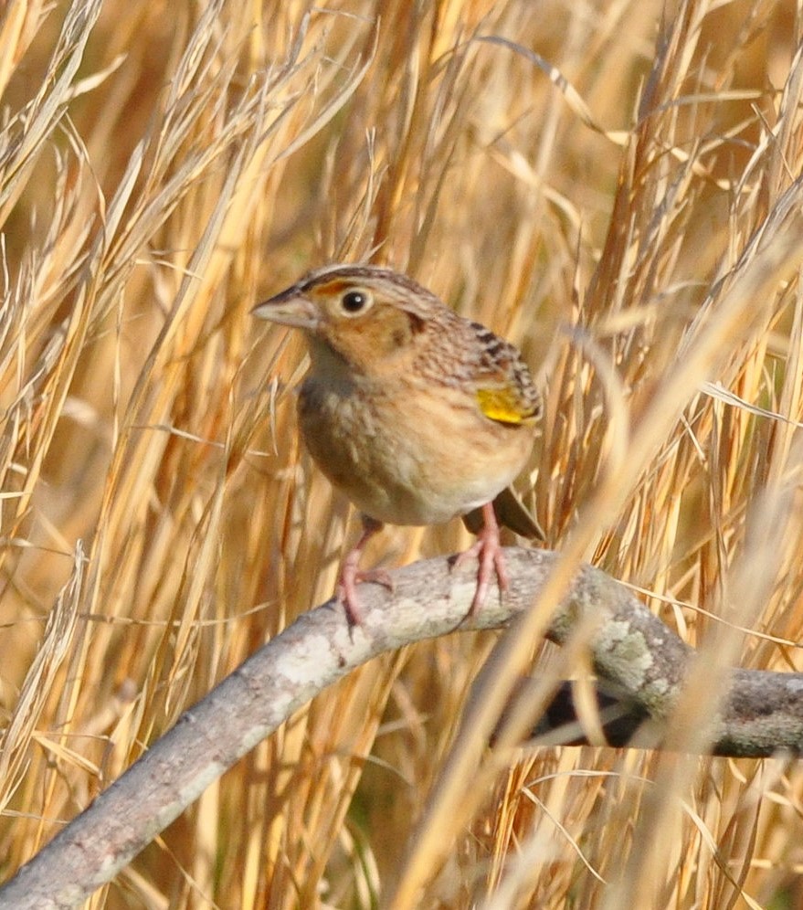 Grasshopper Sparrow - ML641049759