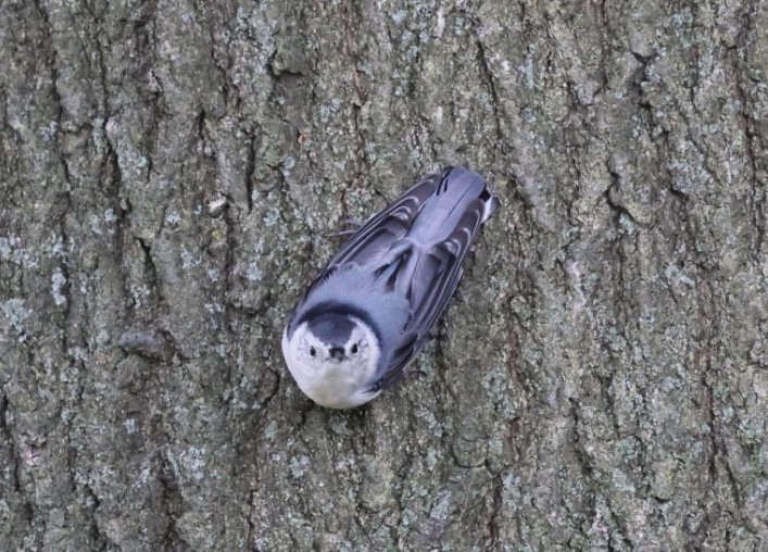 White-breasted Nuthatch - ML641049783