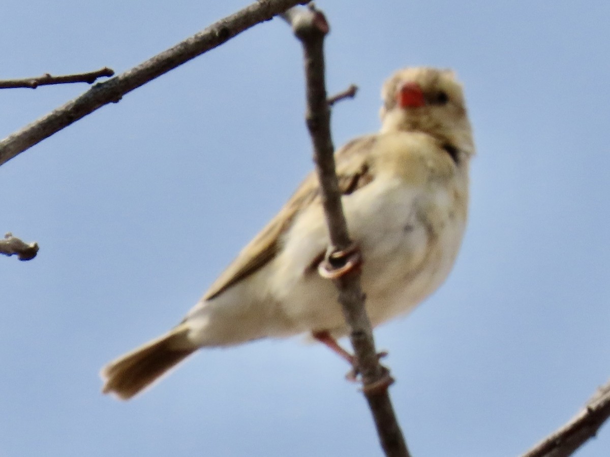 Shaft-tailed Whydah - ML641049790