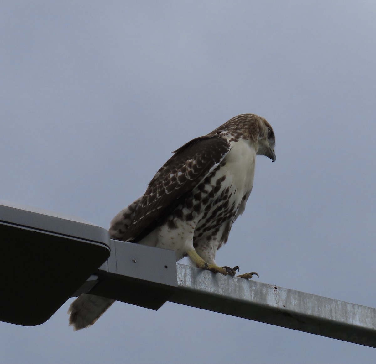 Red-tailed Hawk - ML641049828