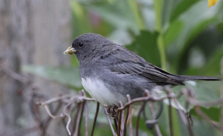 Dark-eyed Junco - ML641049835