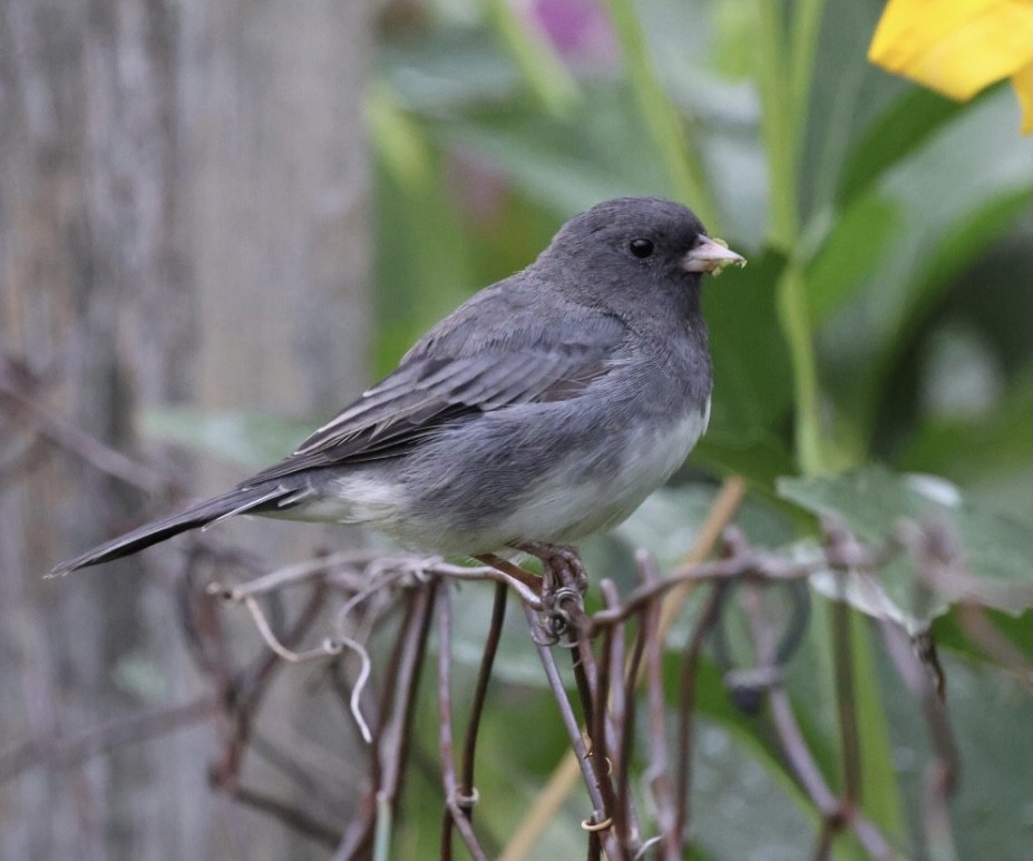Dark-eyed Junco - ML641049836