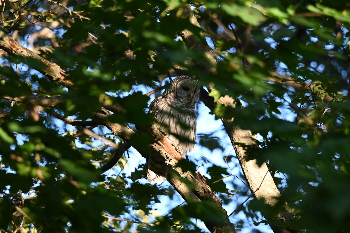 Barred Owl - ML641049837