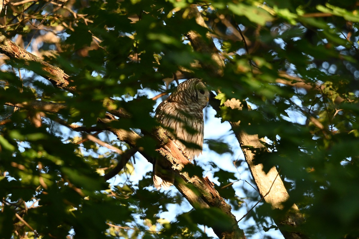 Barred Owl - ML641049838