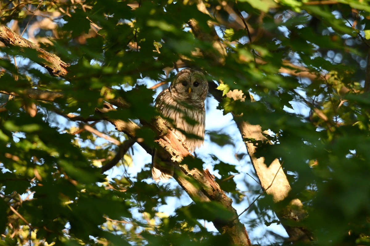 Barred Owl - ML641049839