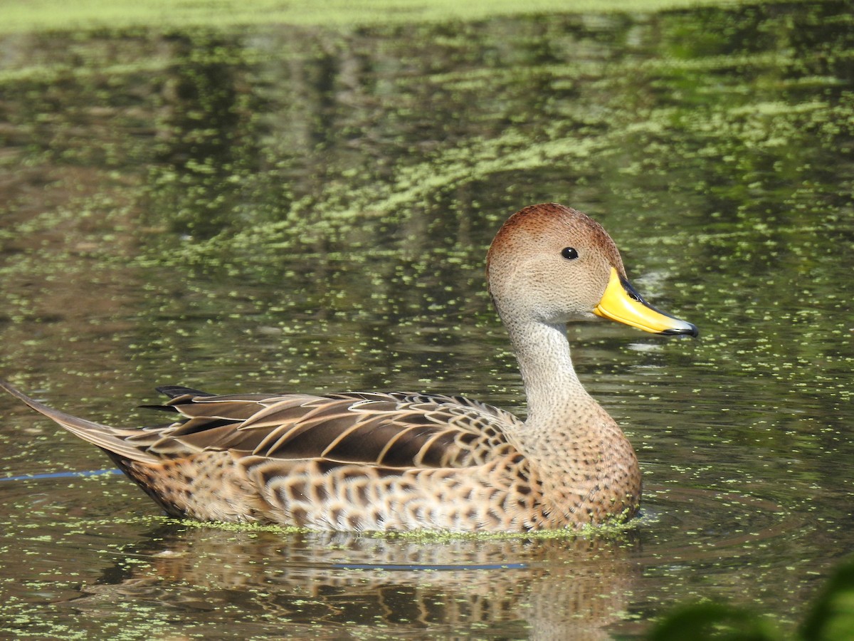 Yellow-billed Pintail - ML641049845