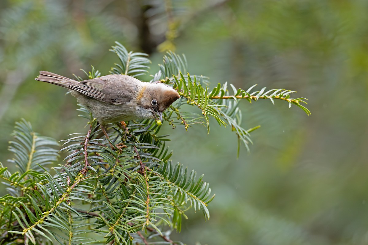 Yuhina Bigotuda - ML641049881