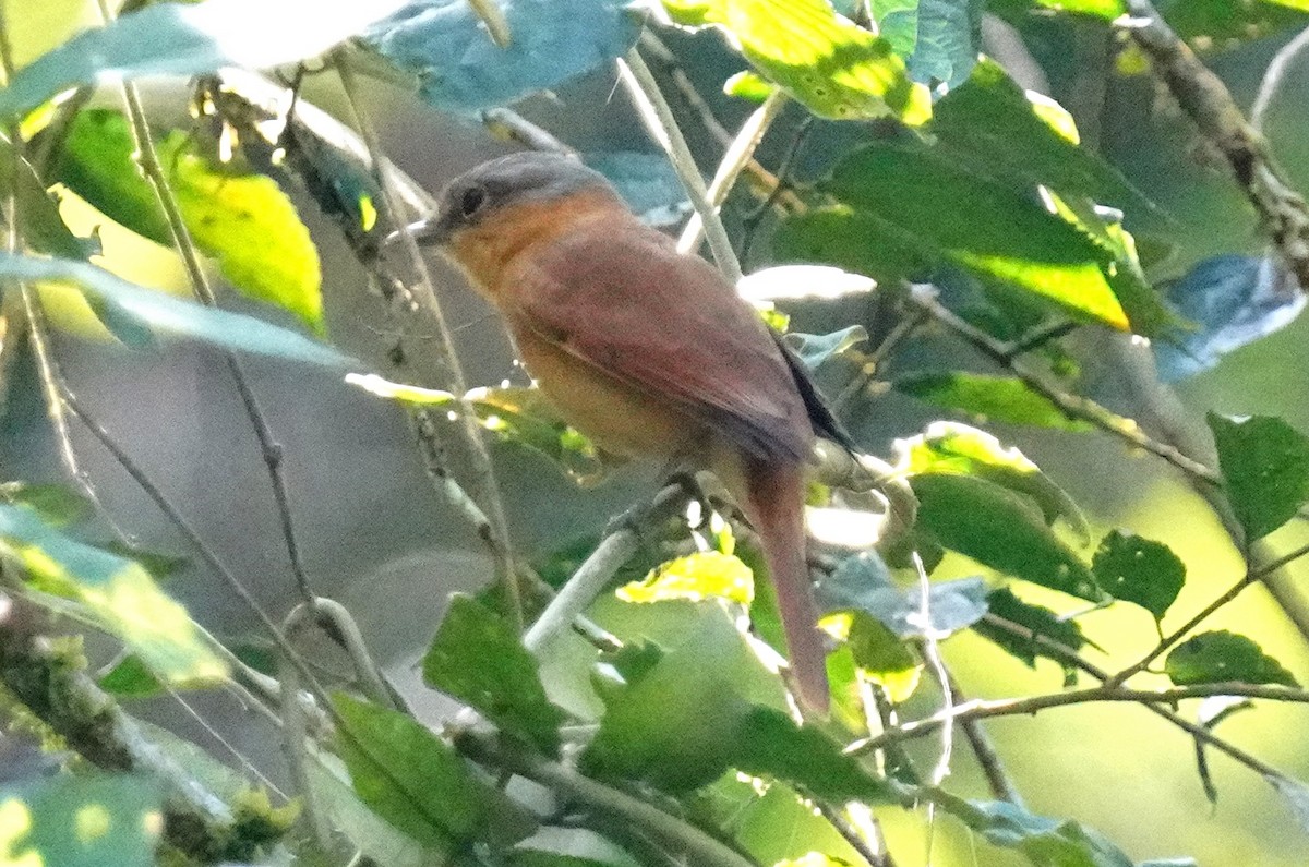 Bécarde à calotte rousse - ML641049909