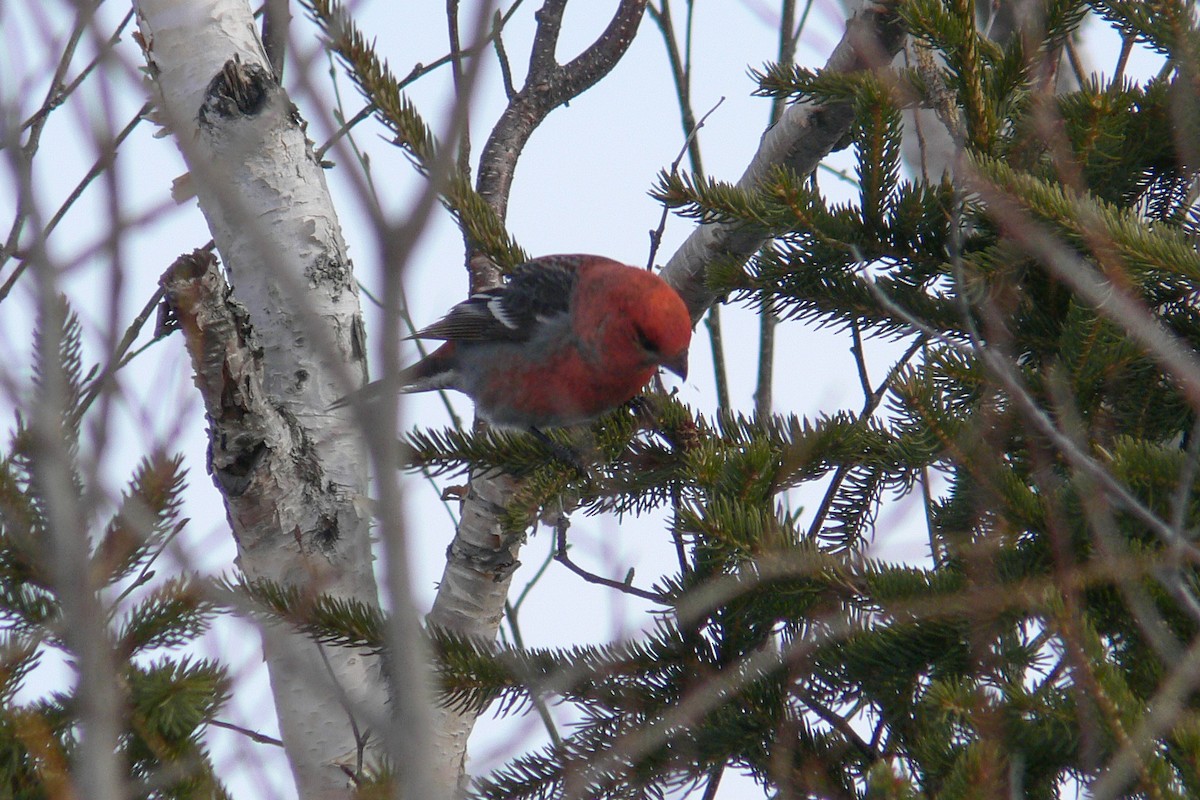 Pine Grosbeak - ML641049914