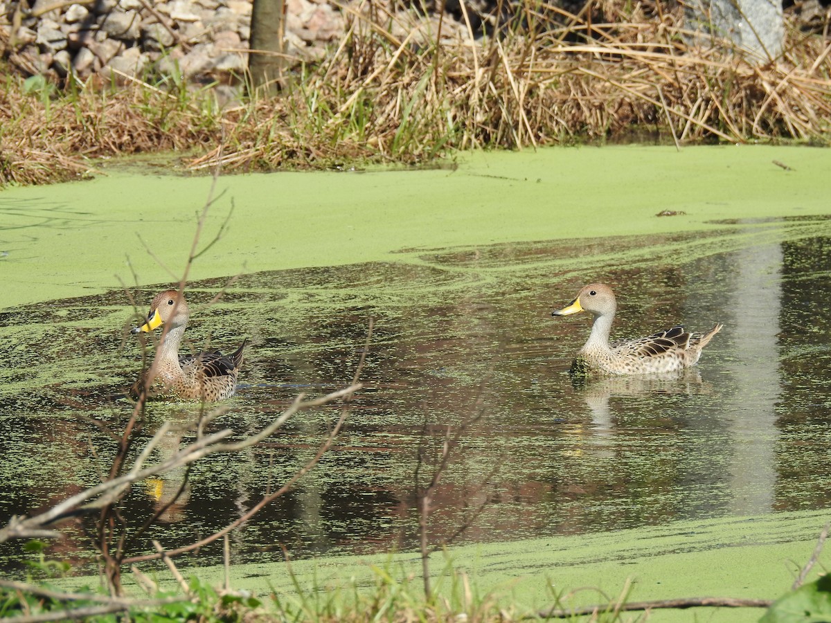 Yellow-billed Pintail - ML641049915