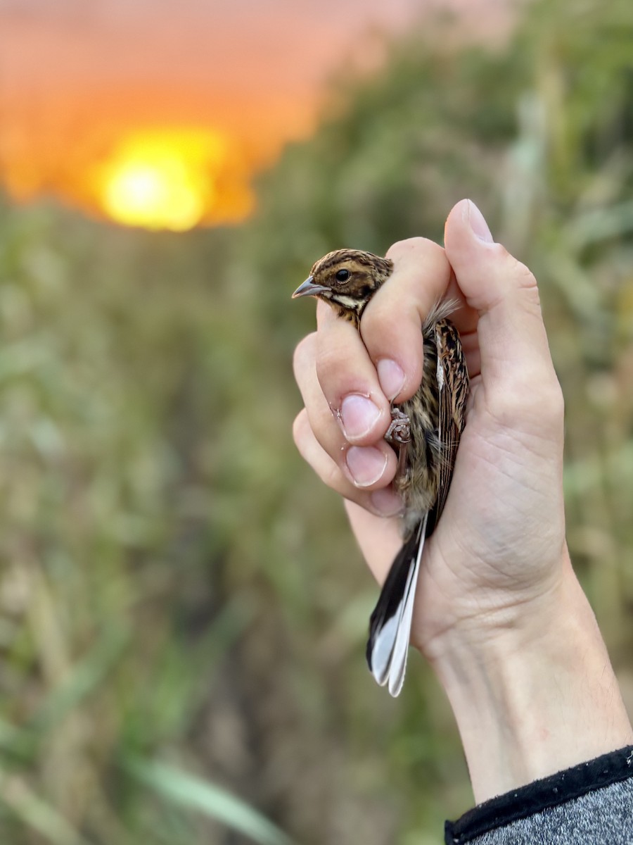Reed Bunting - ML641049938