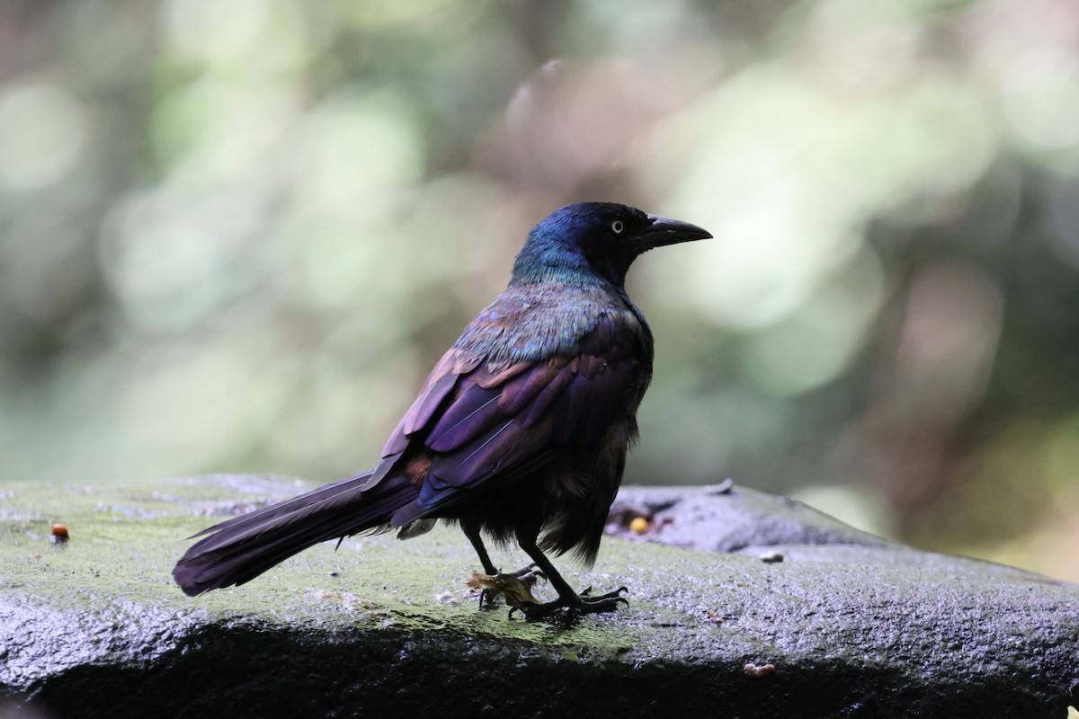 Common Grackle - ML641049954