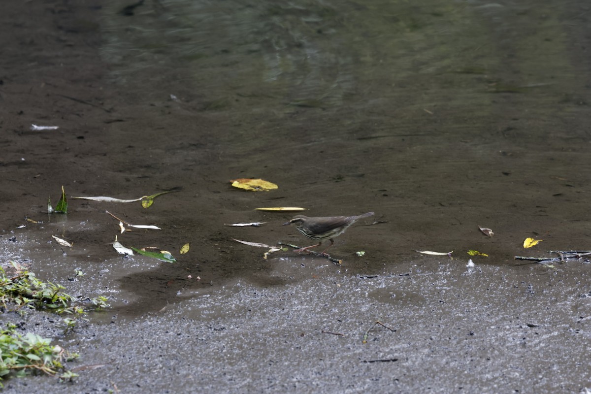 Northern Waterthrush - ML641049962