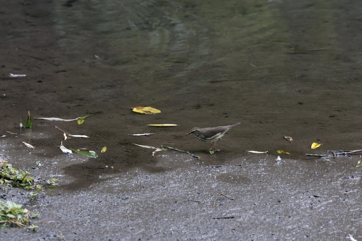 Northern Waterthrush - ML641049963