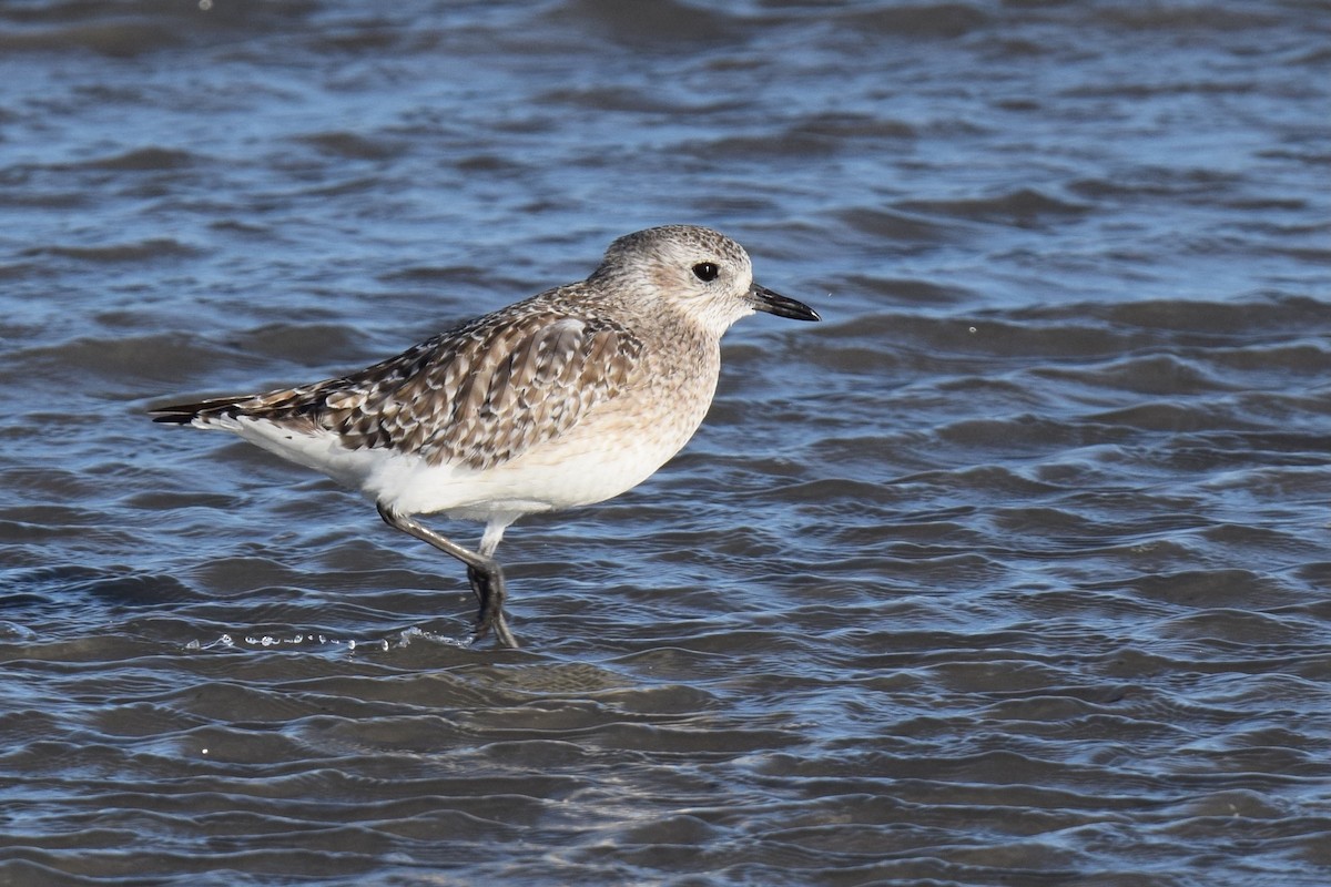 Black-bellied Plover - ML641049965