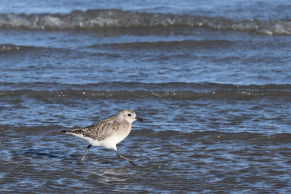 Black-bellied Plover - ML641049966