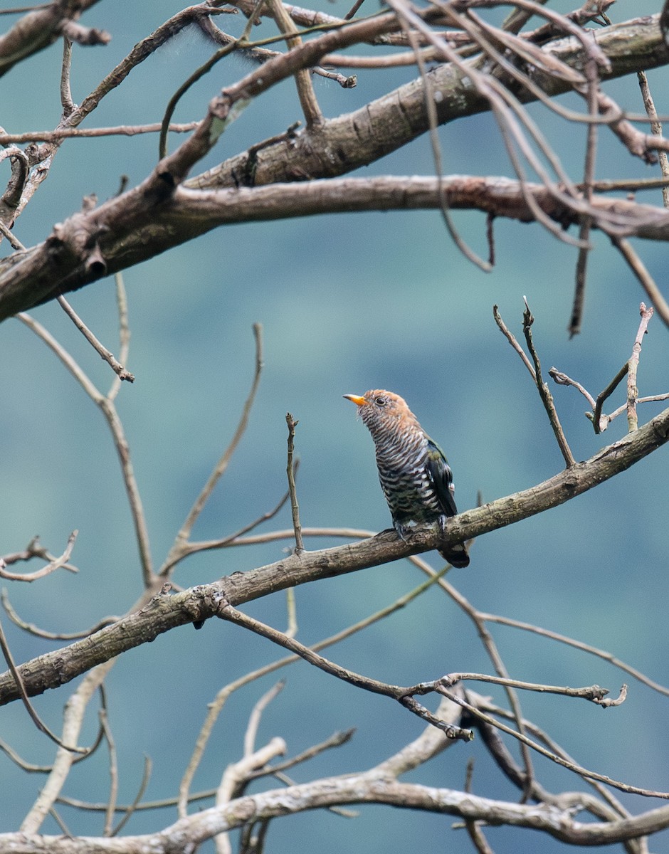 Asian Emerald Cuckoo - ML641049979