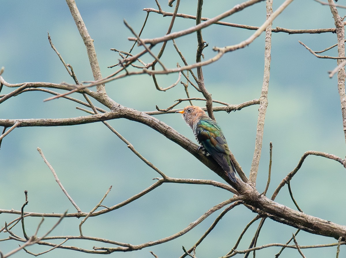 Asian Emerald Cuckoo - ML641049980