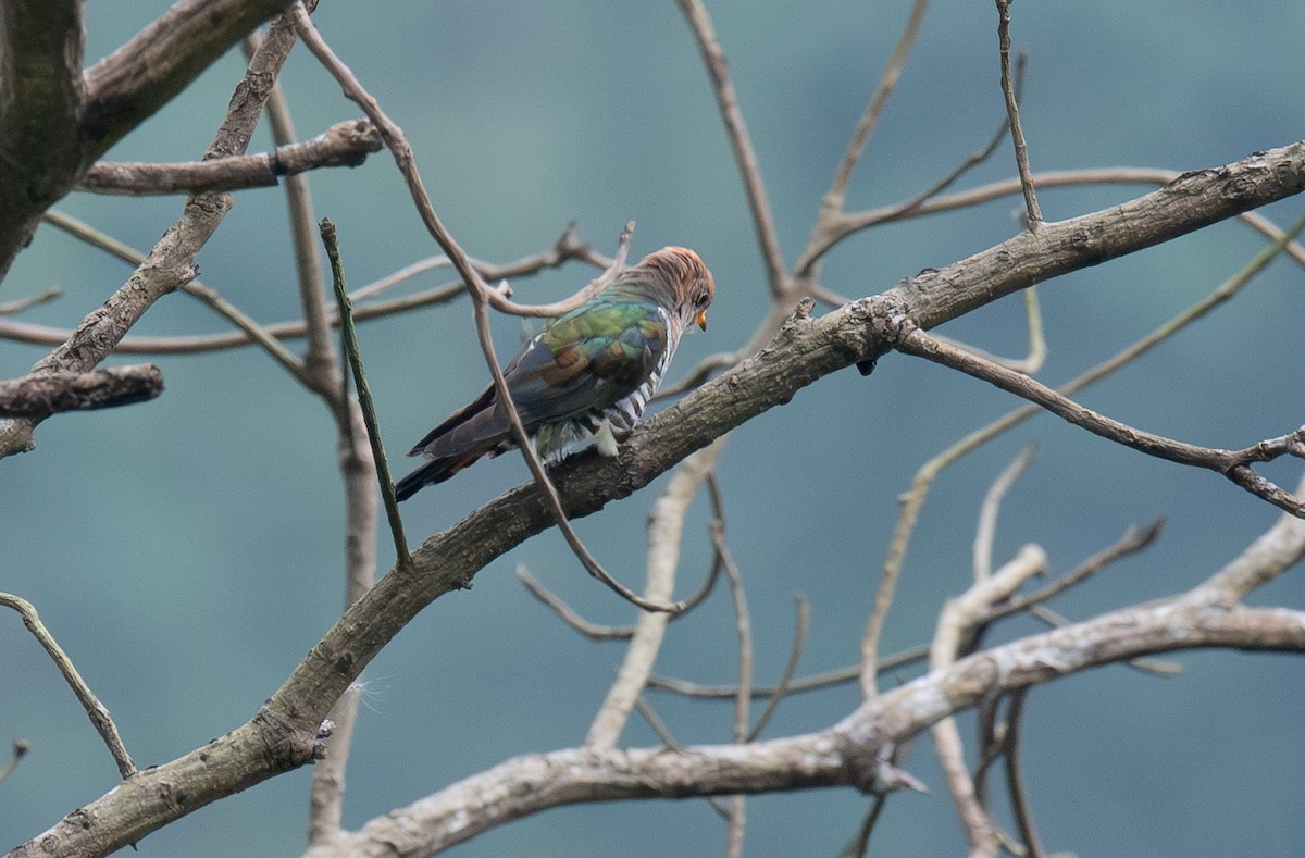 Asian Emerald Cuckoo - ML641049981