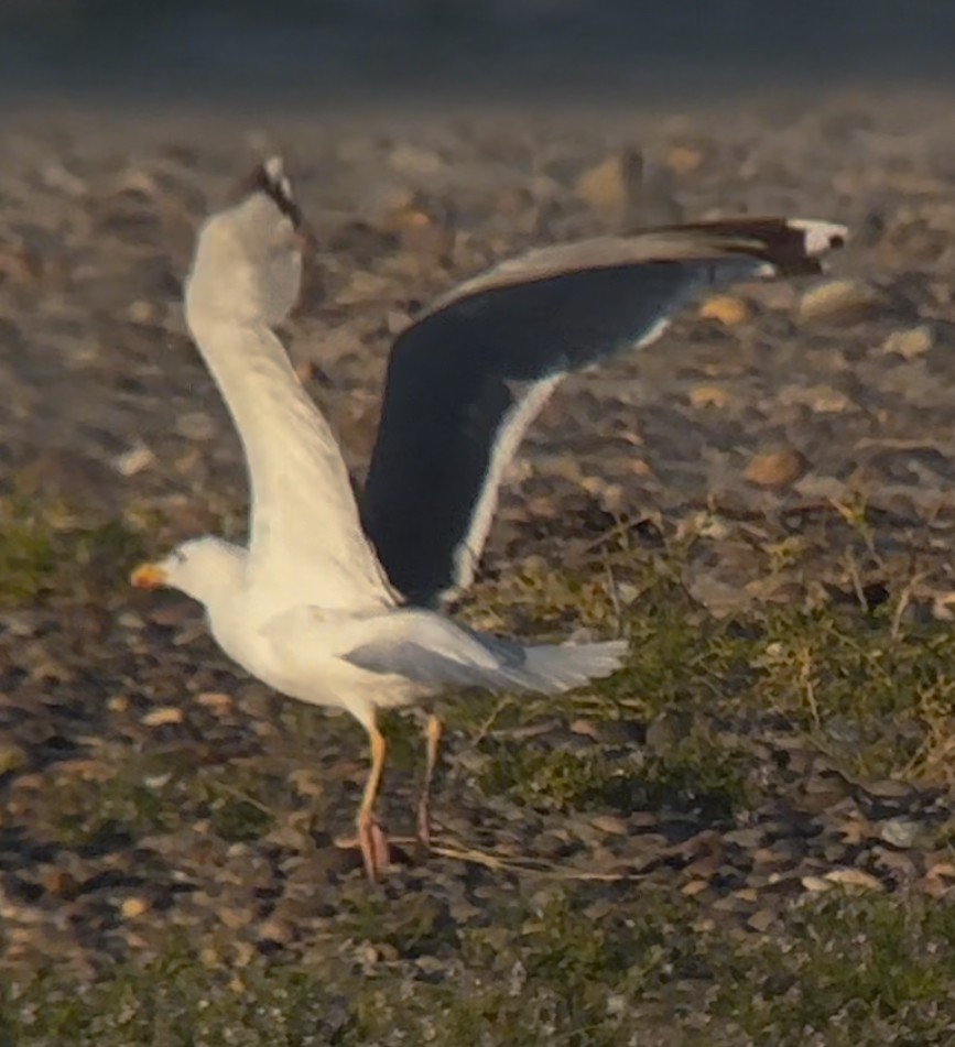 European Herring Gull - ML641050011