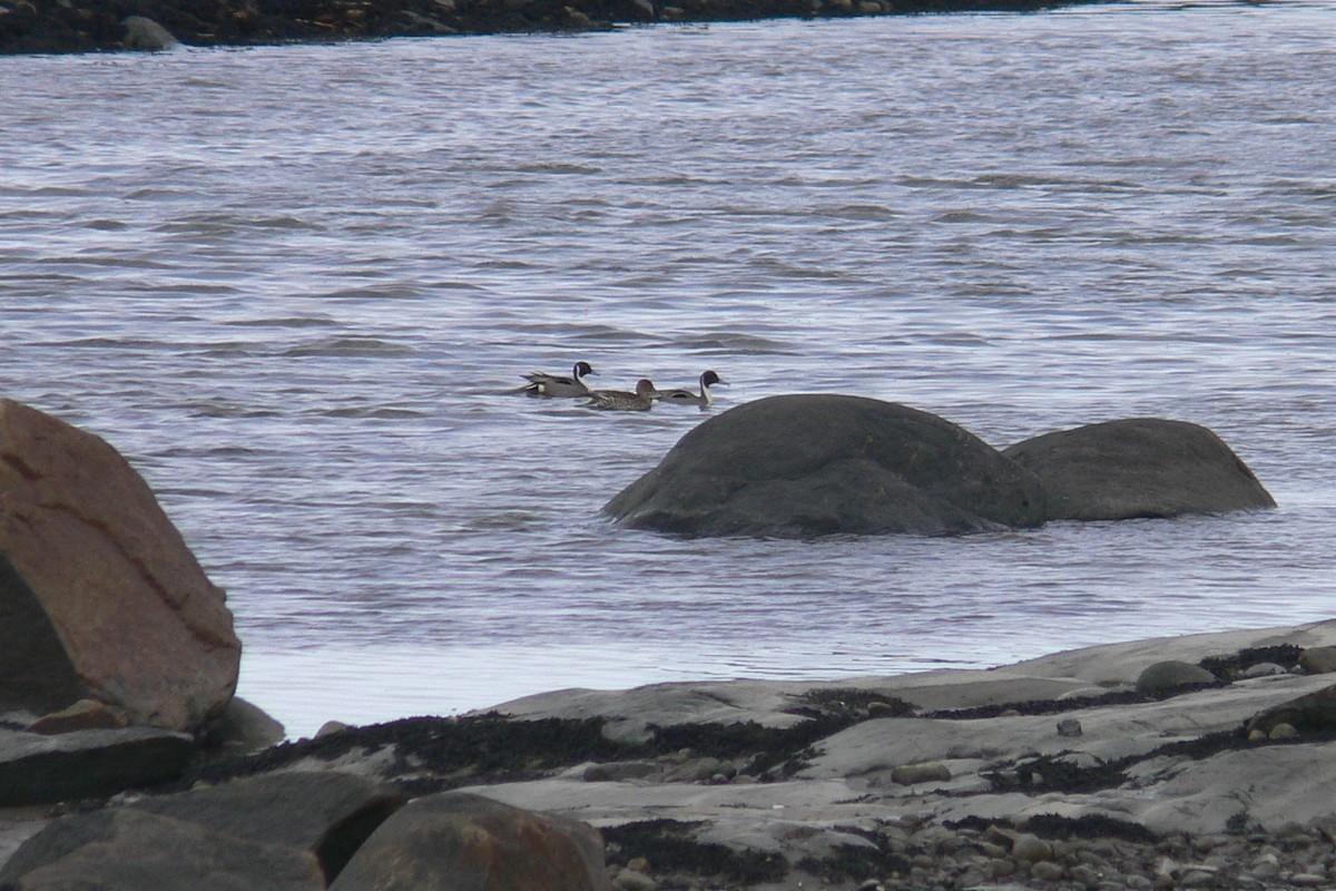 Northern Pintail - ML641050034