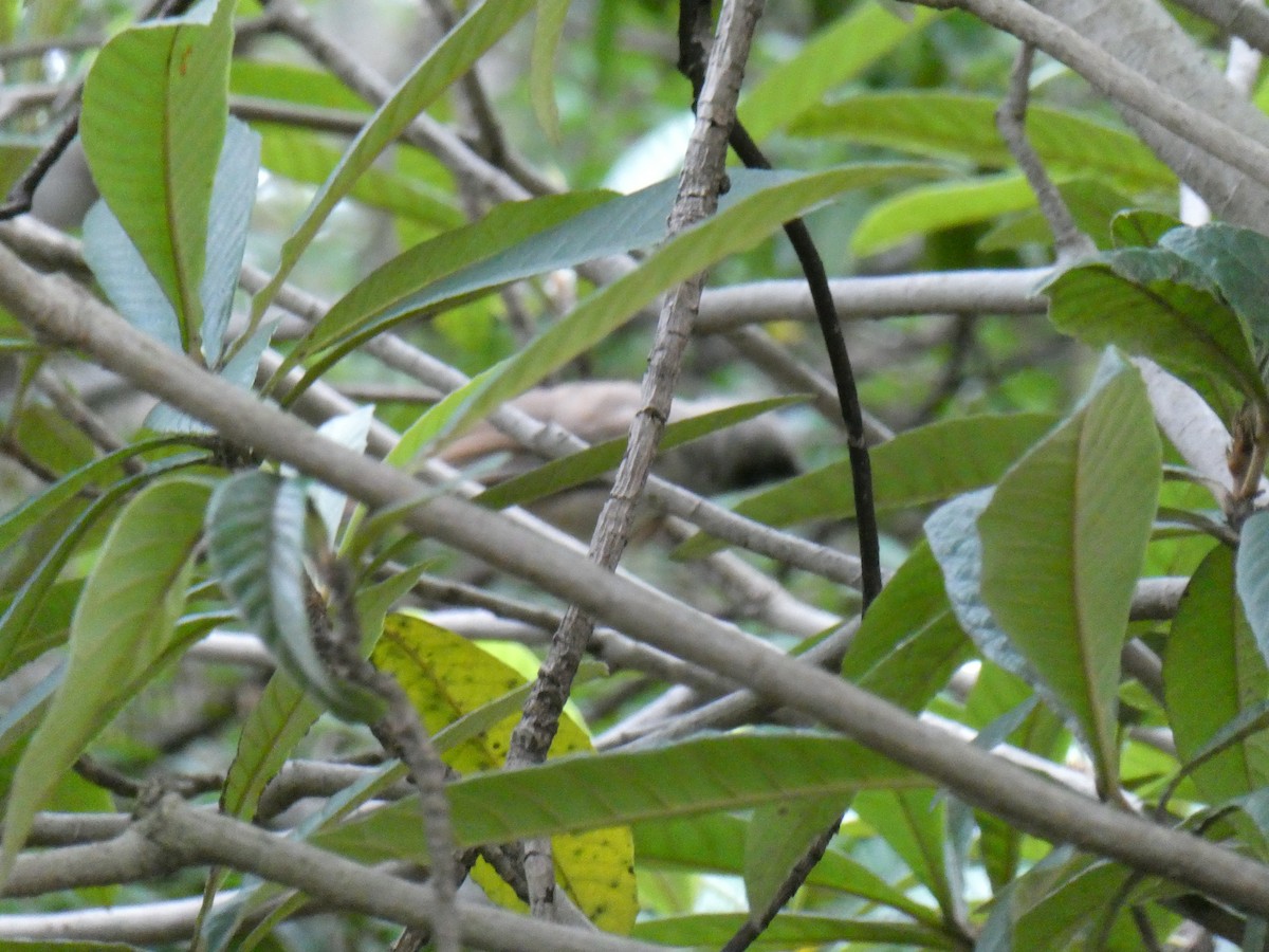Masked Laughingthrush - ML641050055