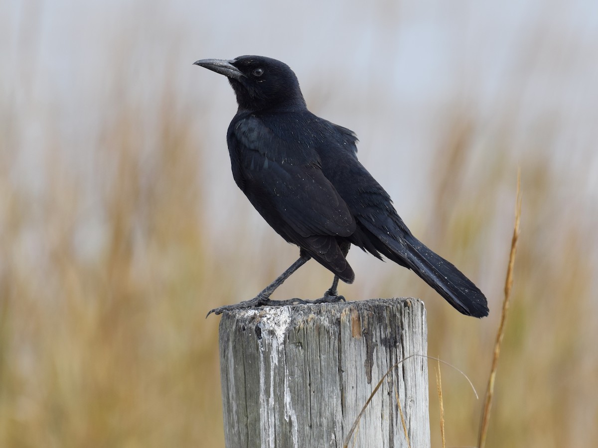 Boat-tailed Grackle - ML641050073