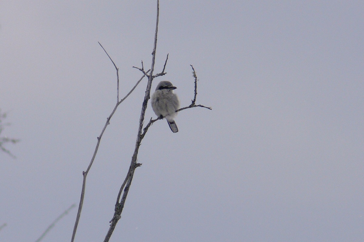 Antzandobi boreala - ML641050074