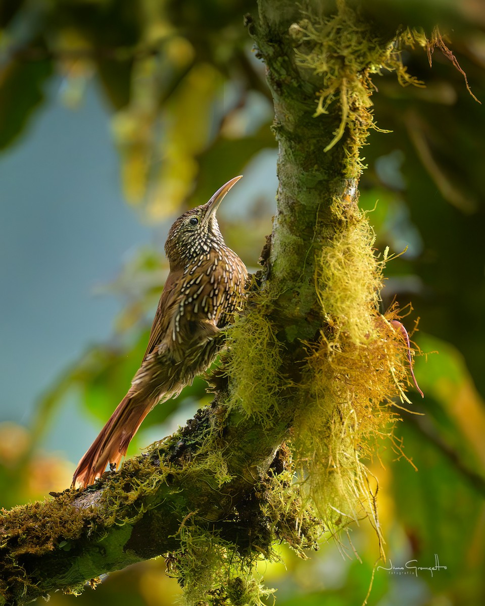 Montane Woodcreeper - ML641050087