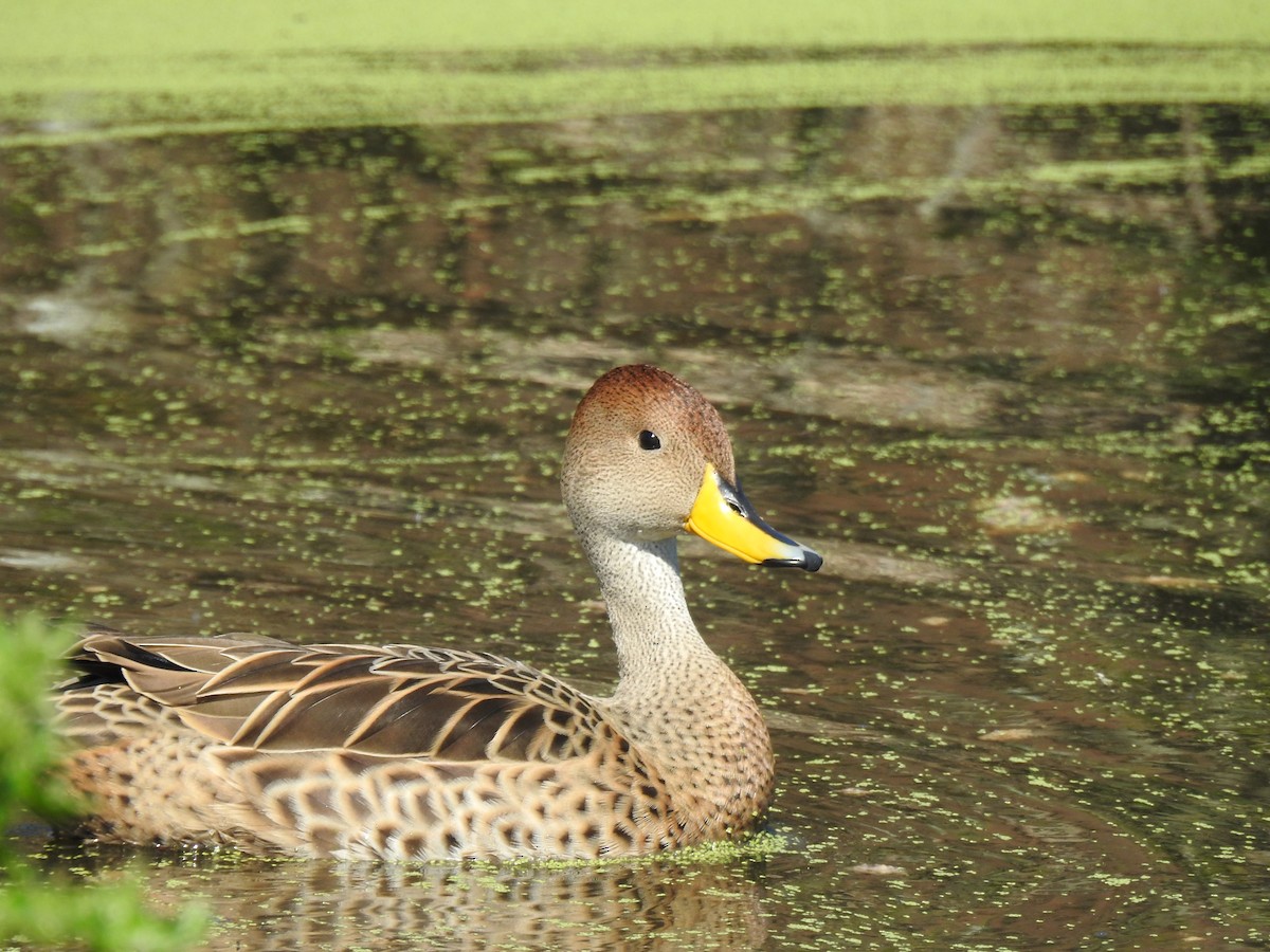 Yellow-billed Pintail - ML641050090