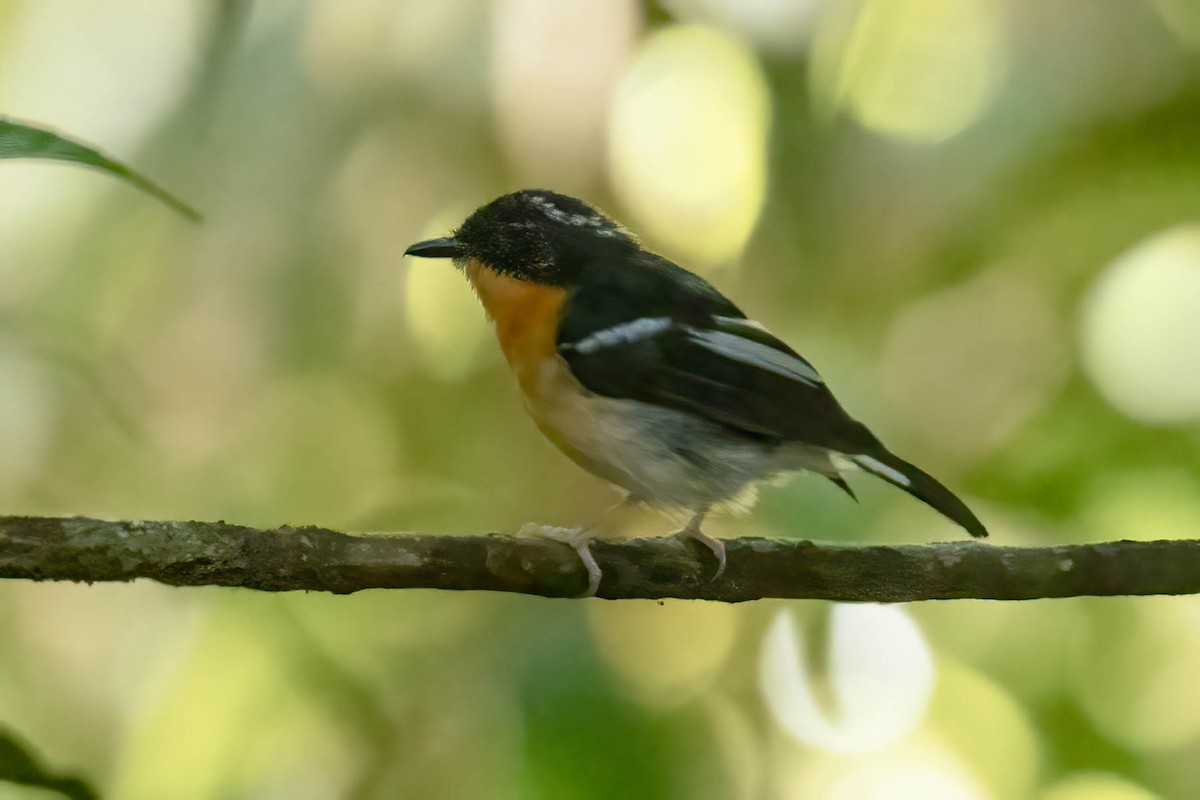 Papamoscas Pechirrufo - ML641050099