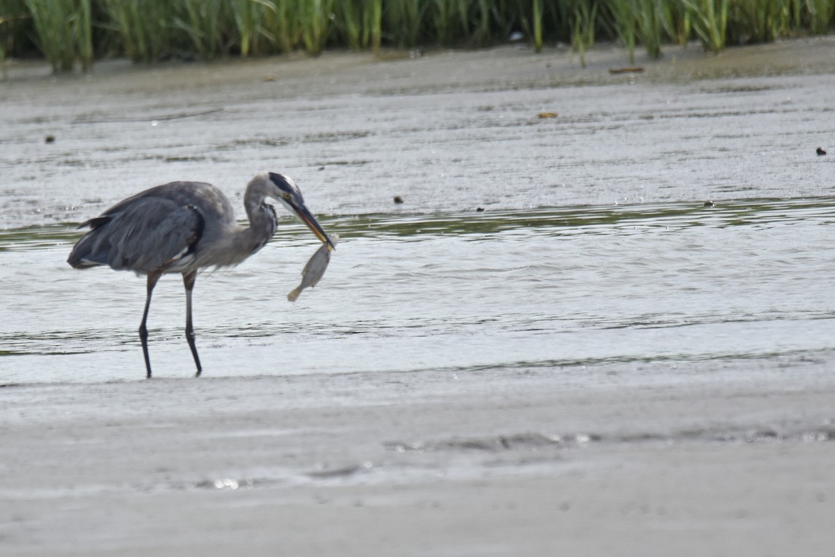 Great Blue Heron - ML641050129