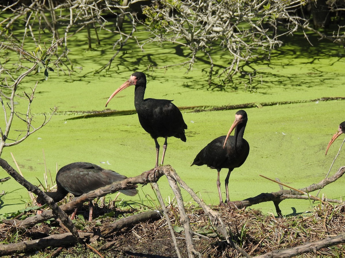 Ibis à face nue - ML641050139