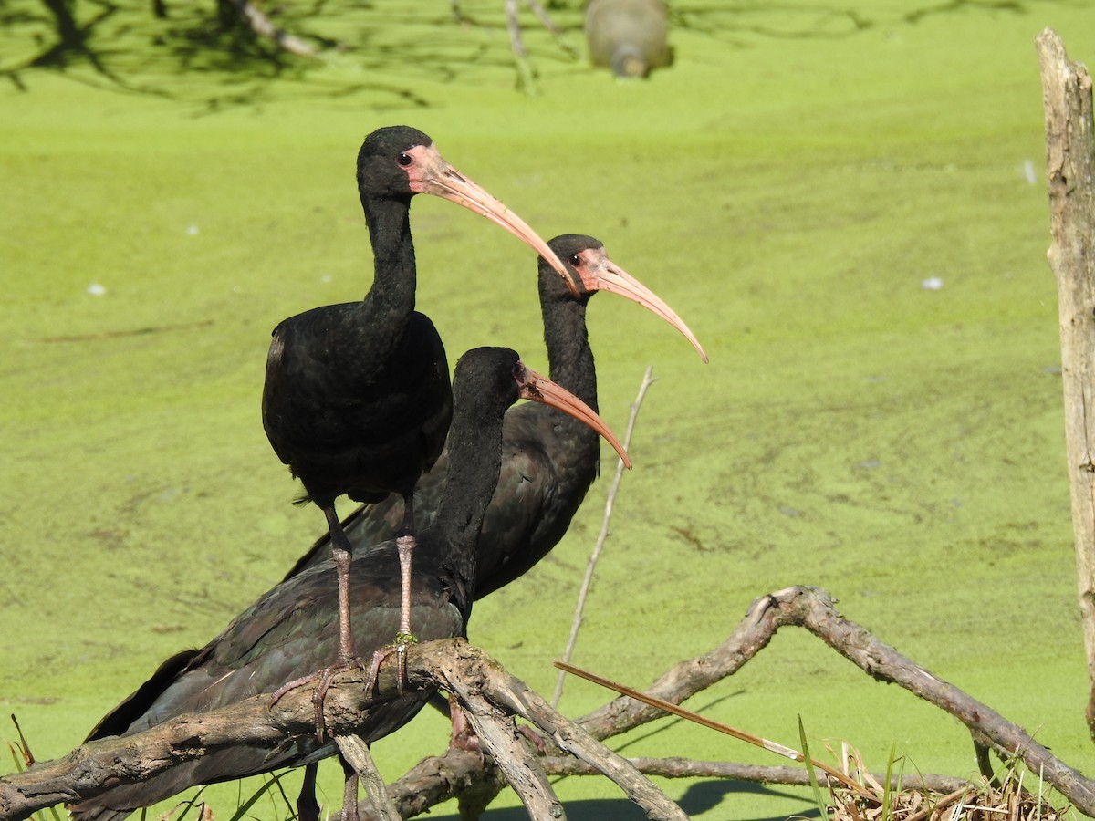 Ibis à face nue - ML641050143