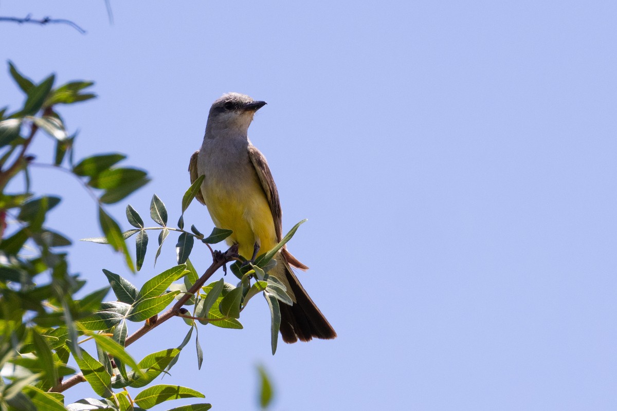 Western Kingbird - ML641050150