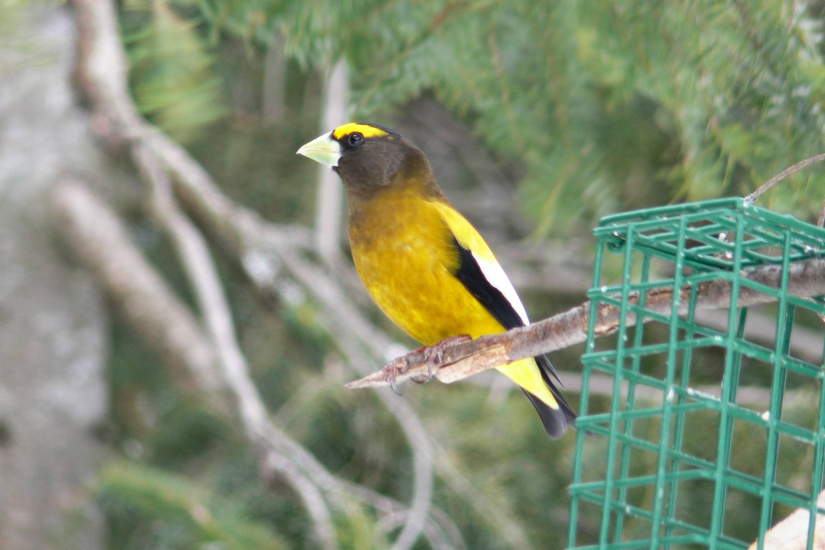 Evening Grosbeak - ML641050160