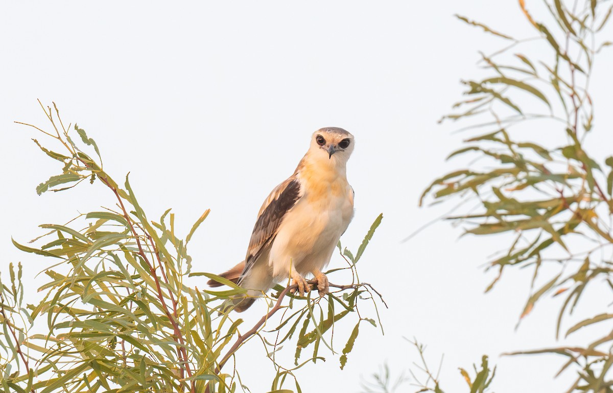 Letter-winged Kite - ML641050161