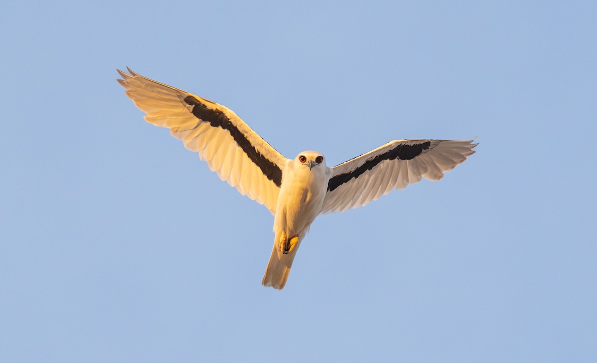 Letter-winged Kite - ML641050162