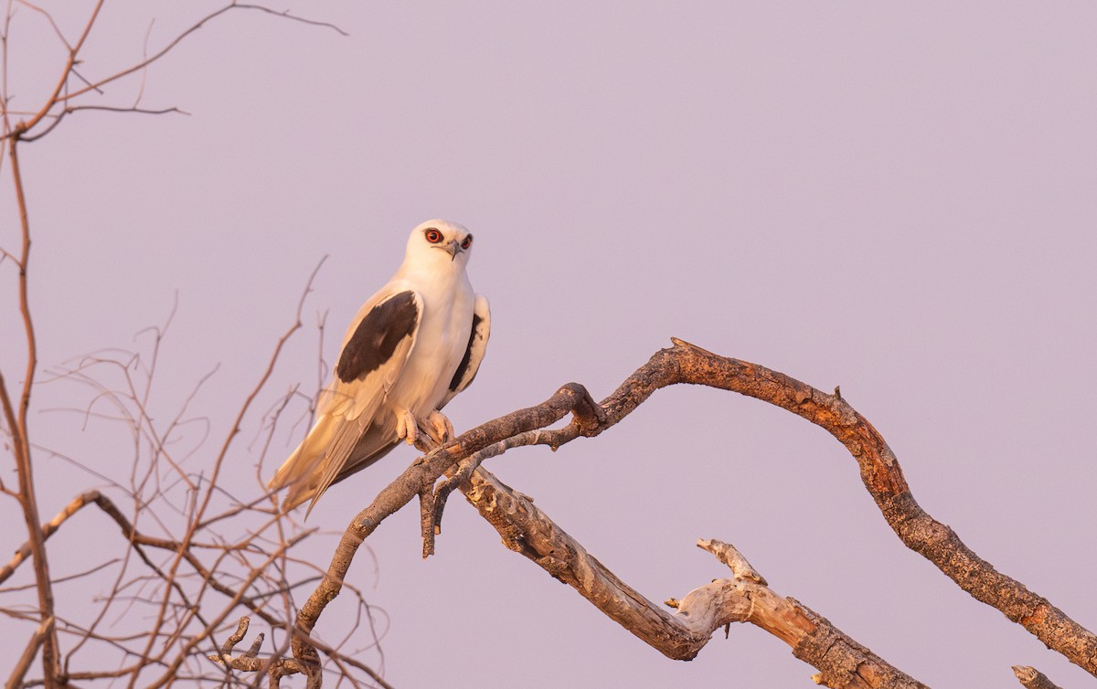 Letter-winged Kite - ML641050163