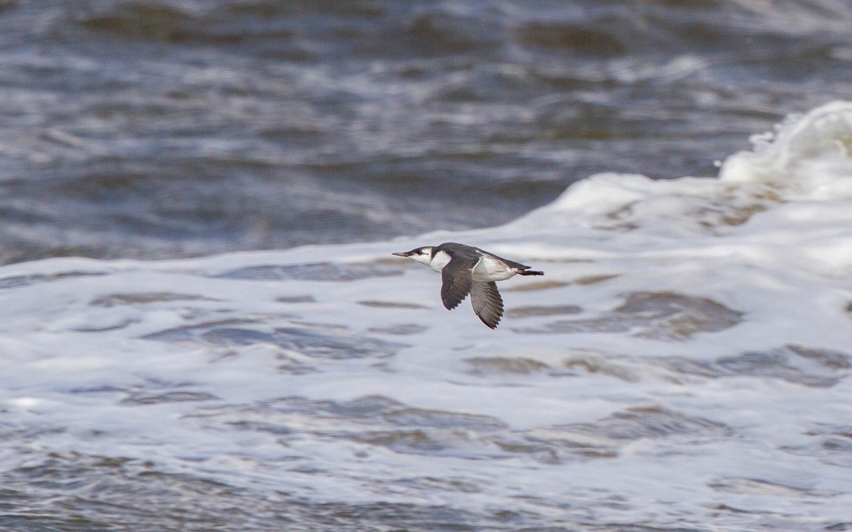 Common Murre - ML641050209