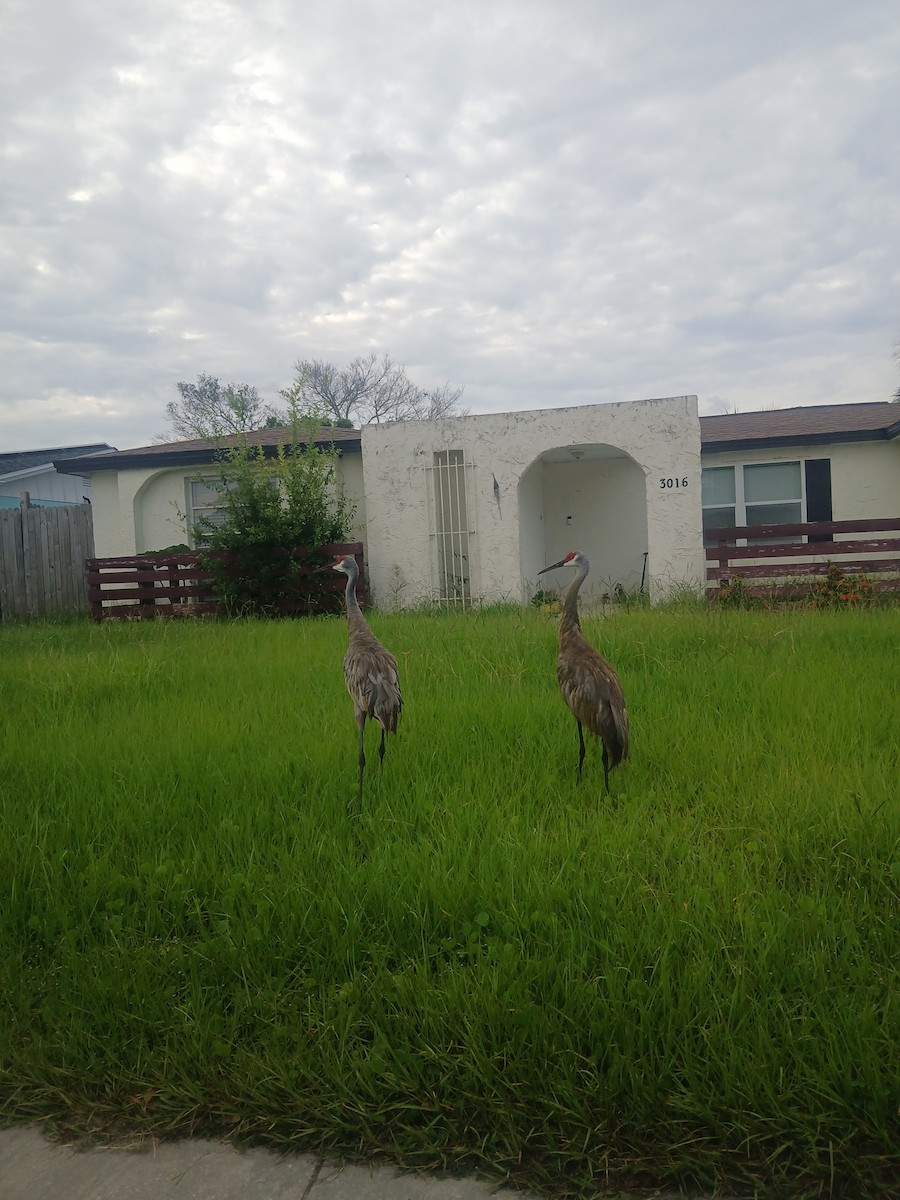 Sandhill Crane (Florida) - ML641050228
